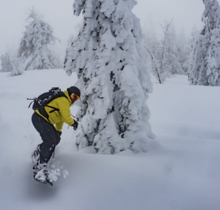 Shasta Snowboarder Riding Trees